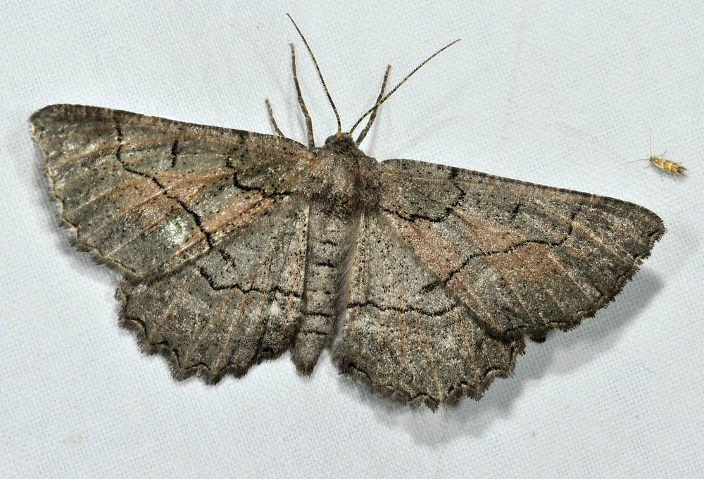 Crambidae: Evergestis isatidalis